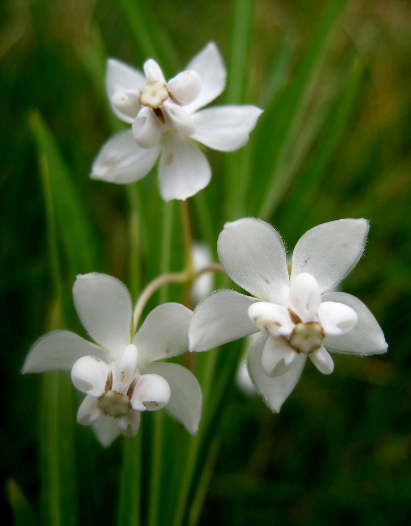 Asclepias verticillata